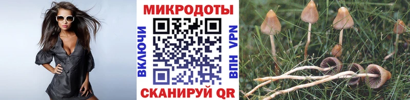 Галлюциногенные грибы Psilocybe  Елец 